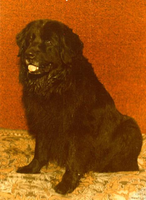 Фото: ньюфаундленд Napu (Напу)