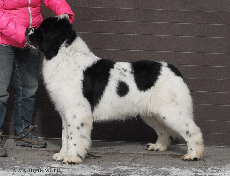 Фото: ньюфаундленд Сент Джонс Центурион (Sent Djons Centurion)