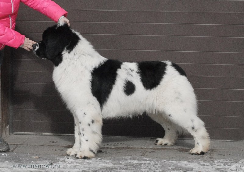 Фотография № 119001