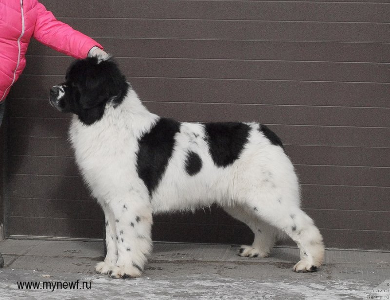 Фото: ньюфаундленд Сент Джонс Центурион (Sent Djons Centurion)