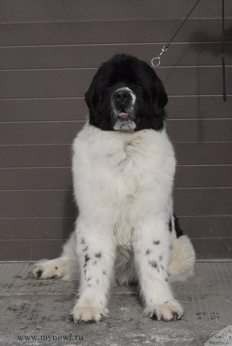 Фото: ньюфаундленд Сент Джонс Центурион (Sent Djons Centurion)