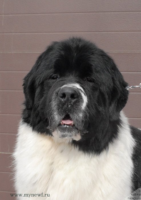 Фото: ньюфаундленд Сент Джонс Центурион (Sent Djons Centurion)