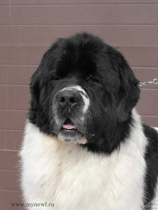 Фотография № 119008