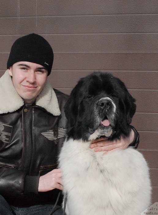 Фото: ньюфаундленд Сент Джонс Центурион (Sent Djons Centurion)