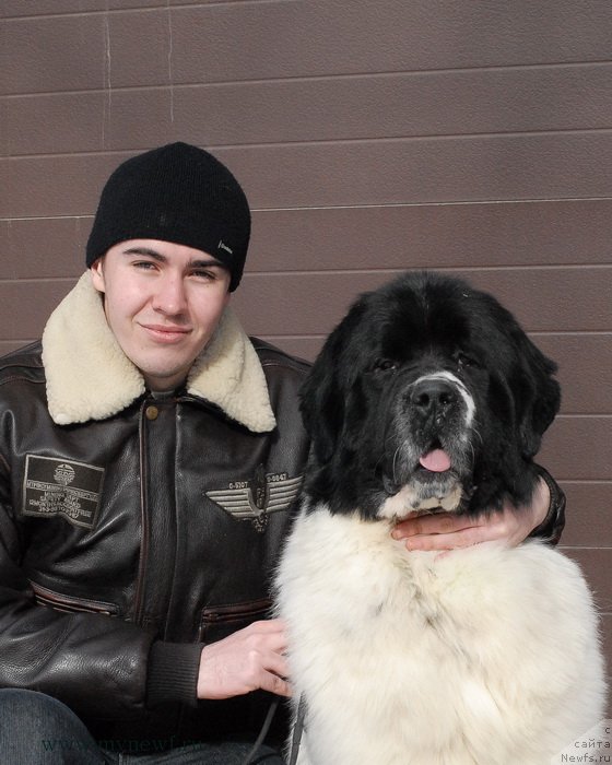 Фото: ньюфаундленд Сент Джонс Центурион (Sent Djons Centurion)