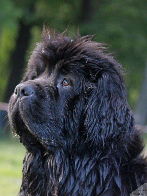 Фото: ньюфаундленд Талула Белл (Talula Bell)