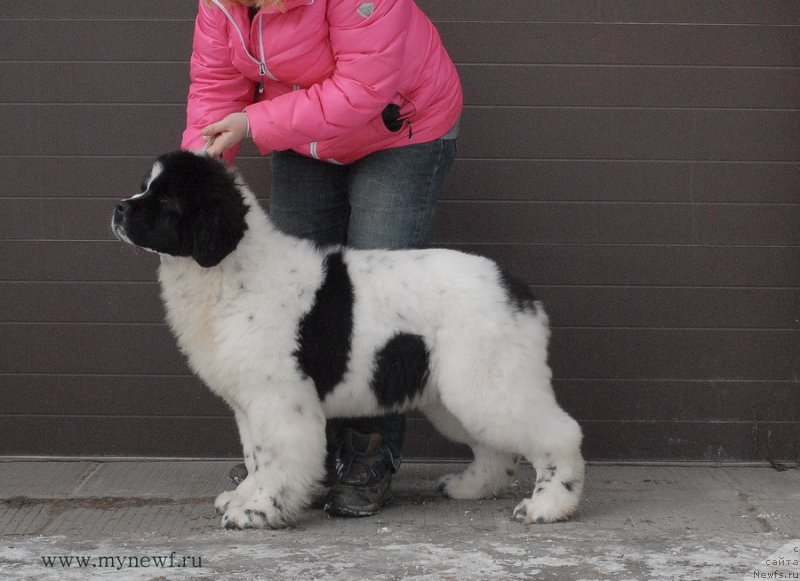 Фото: ньюфаундленд Сент Джонс Ванилла Айс (Sent Djons Vanilla Ice)