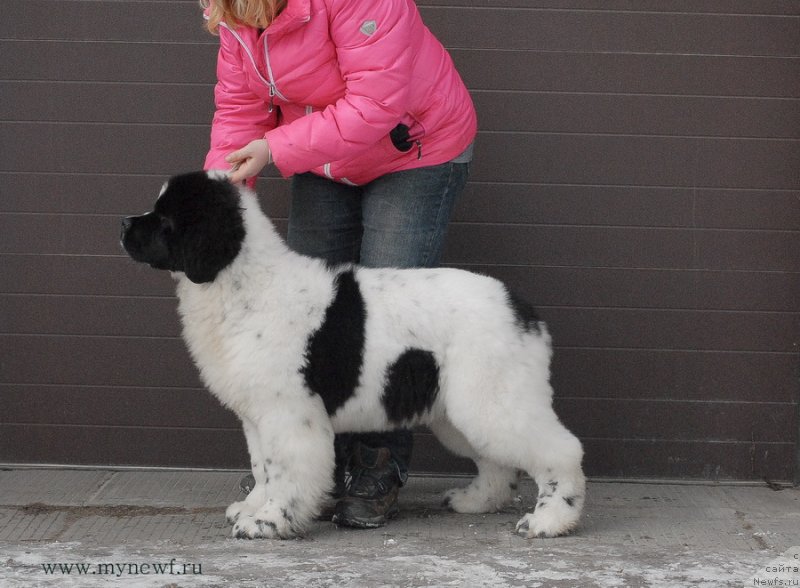 Фото: ньюфаундленд Сент Джонс Ванилла Айс (Sent Djons Vanilla Ice)