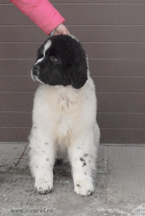 Фото: ньюфаундленд Сент Джонс Ванилла Айс (Sent Djons Vanilla Ice)