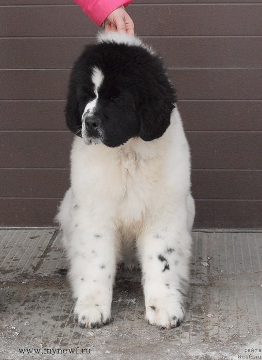 Фото: ньюфаундленд Сент Джонс Ванилла Айс (Sent Djons Vanilla Ice)