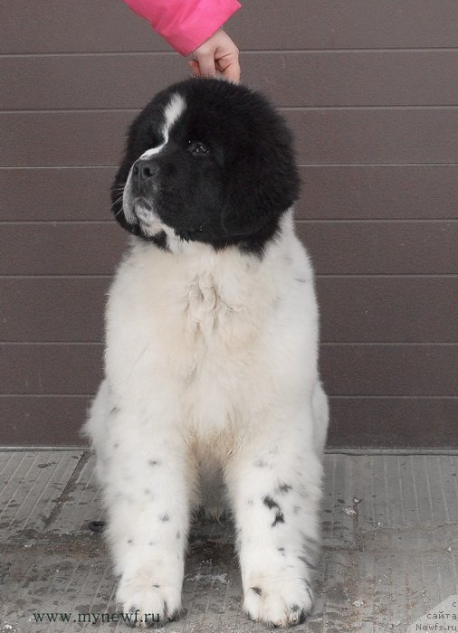 Фото: ньюфаундленд Сент Джонс Ванилла Айс (Sent Djons Vanilla Ice)