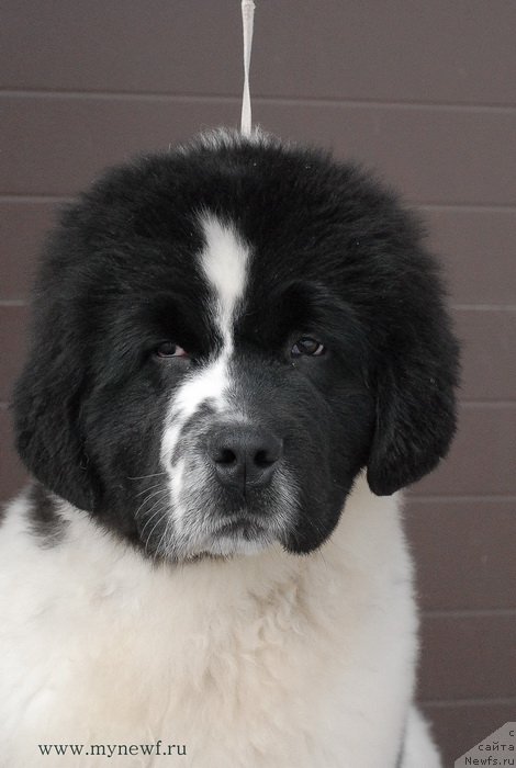 Фото: ньюфаундленд Сент Джонс Ванилла Айс (Sent Djons Vanilla Ice)