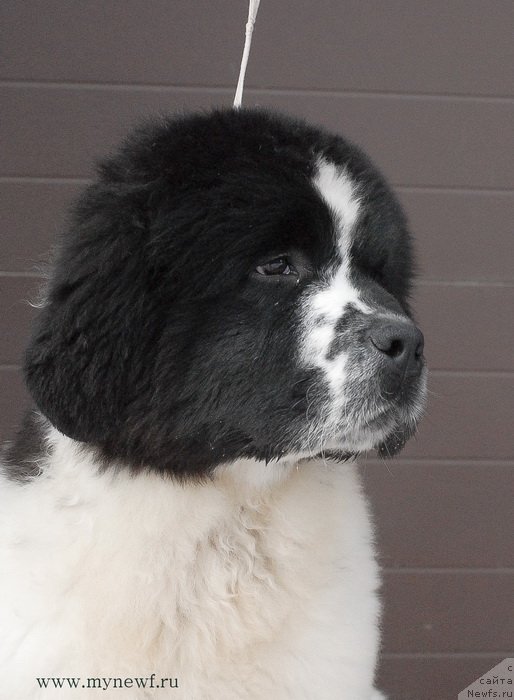 Фото: ньюфаундленд Сент Джонс Ванилла Айс (Sent Djons Vanilla Ice)