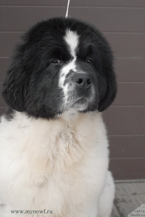 Фото: ньюфаундленд Сент Джонс Ванилла Айс (Sent Djons Vanilla Ice)