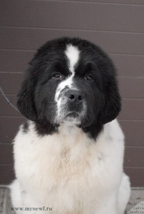 Фото: ньюфаундленд Сент Джонс Ванилла Айс (Sent Djons Vanilla Ice)