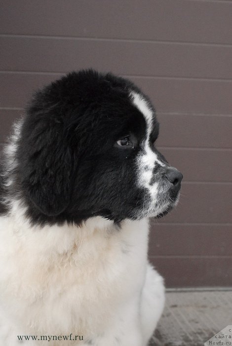 Фото: ньюфаундленд Сент Джонс Ванилла Айс (Sent Djons Vanilla Ice)