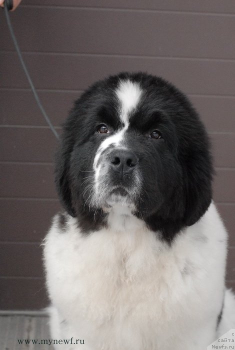 Фотография № 119025