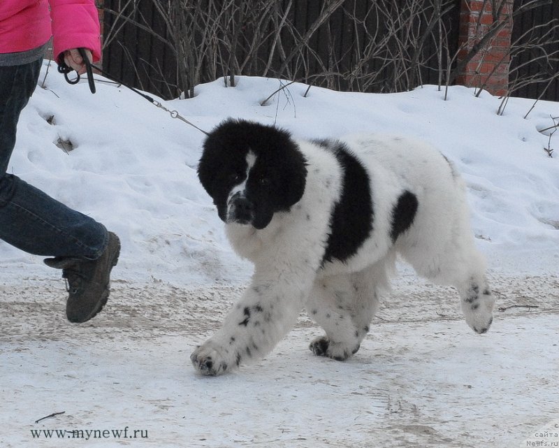Фото: ньюфаундленд Сент Джонс Ванилла Айс (Sent Djons Vanilla Ice)