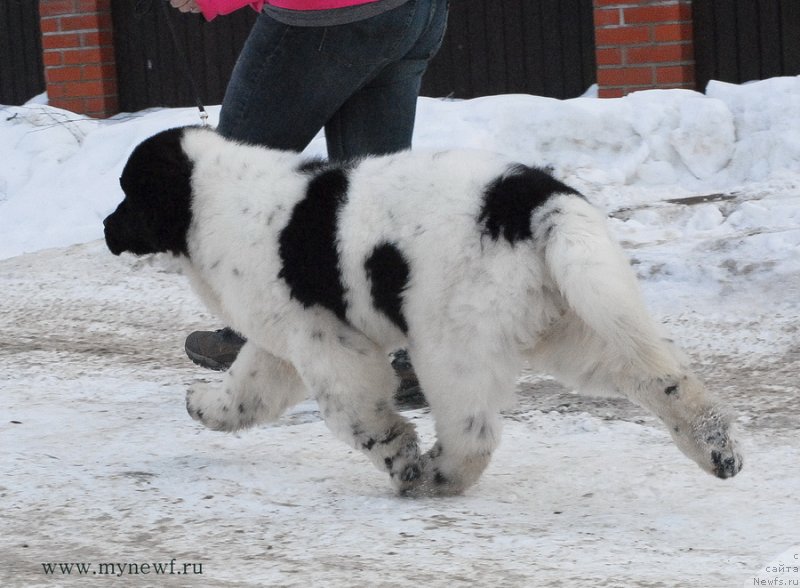 Фото: ньюфаундленд Сент Джонс Ванилла Айс (Sent Djons Vanilla Ice)