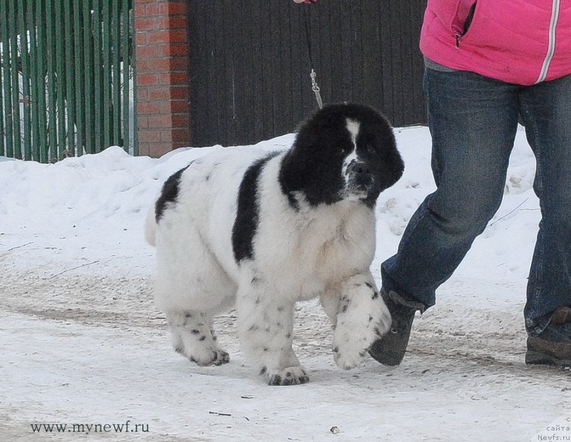Фото: ньюфаундленд Сент Джонс Ванилла Айс (Sent Djons Vanilla Ice)