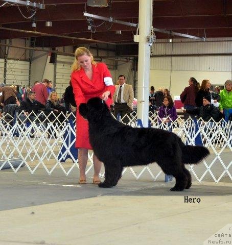 Фото: ньюфаундленд Сент Джонс Херо фор Клуфбеар (Sent Djons Hero for Kloofbear)