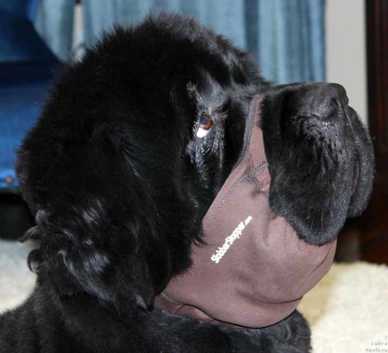 Фотография № 119032