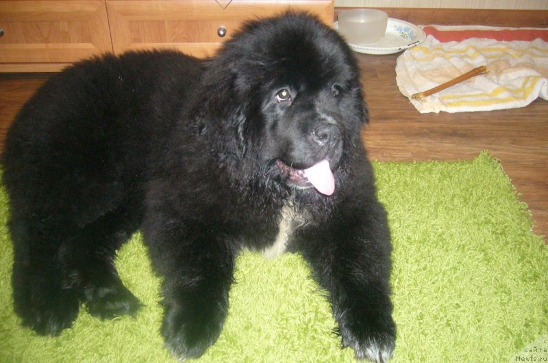 Фото: ньюфаундленд Дак Прайд Версаче (Dark Pride Versace)