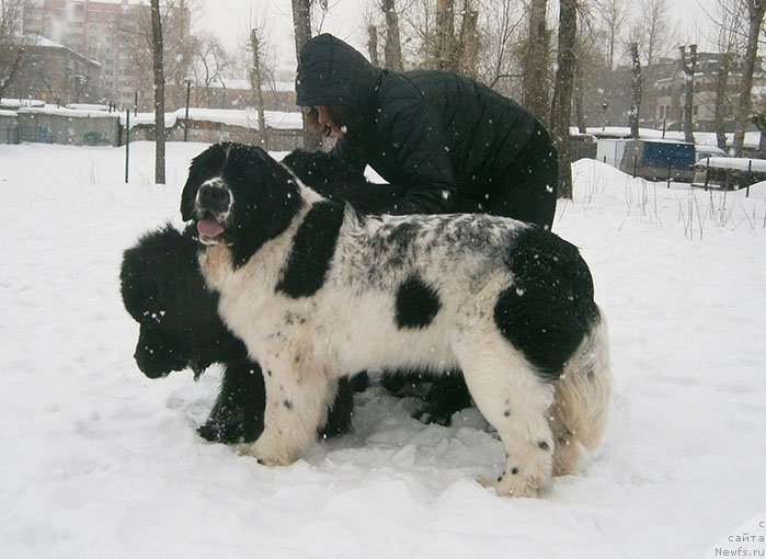 Фото: Маг Исполин Мода Макси