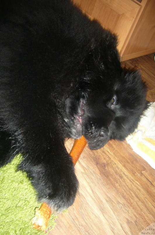 Фото: ньюфаундленд Дак Прайд Версаче (Dark Pride Versace)