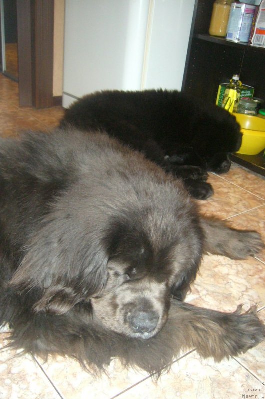 Фото: [d12071] Грей