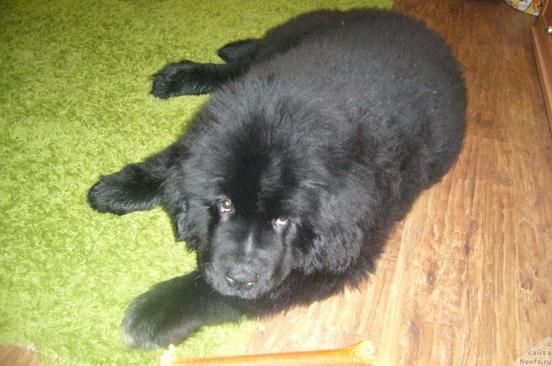 Фото: ньюфаундленд Дак Прайд Версаче (Dark Pride Versace)