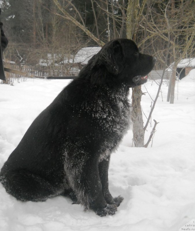 Фото: ньюфаундленд Потрясающая Климентина