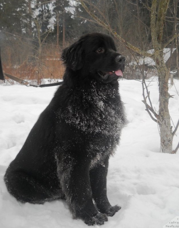 Фото: ньюфаундленд Потрясающая Климентина
