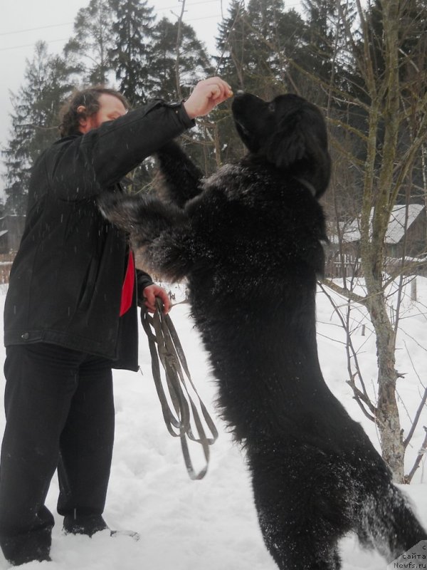 Фото: ньюфаундленд Потрясающая Климентина