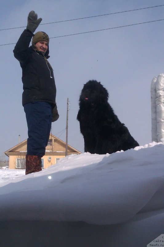 Фото: ньюфаундленд Ратмир из Племени Кедра
