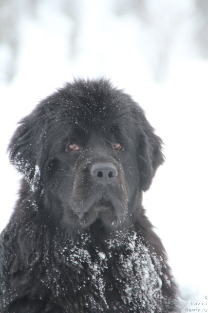 Фотография № 119095