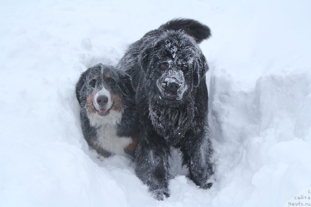 Фотография № 119097