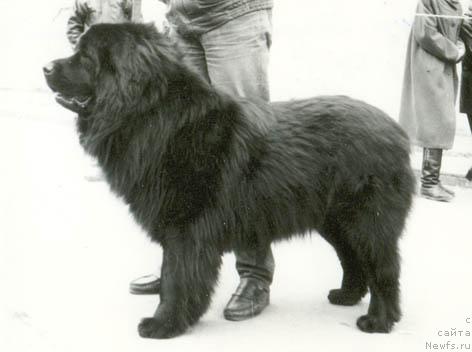 Фото: ньюфаундленд Ягуар Шернесс