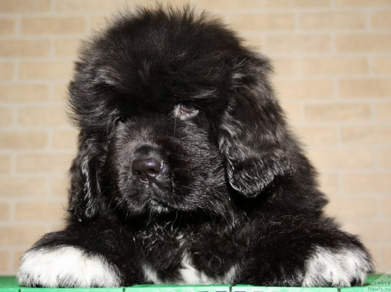 Фото: ньюфаундленд Акватория Келвин Черчилль