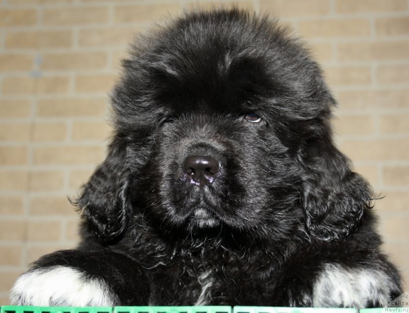 Фото: ньюфаундленд Акватория Келвин Черчилль