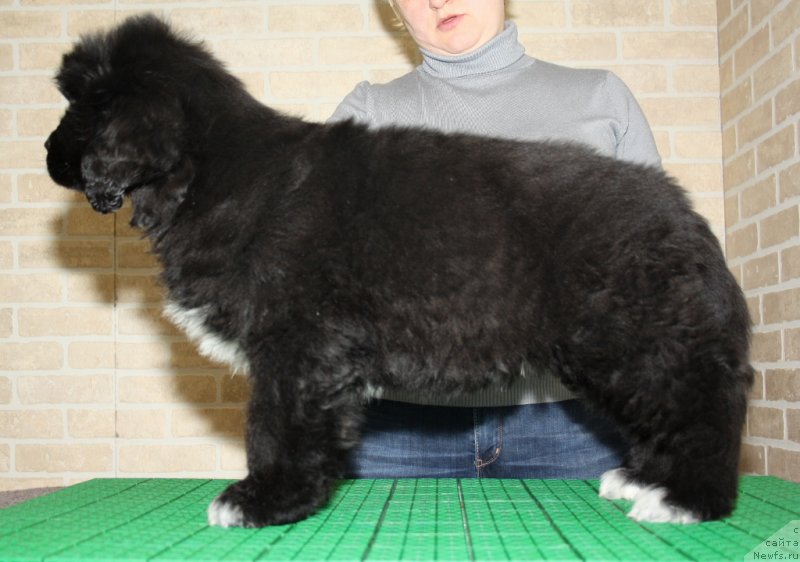 Фото: ньюфаундленд Акватория Келвин Черчилль