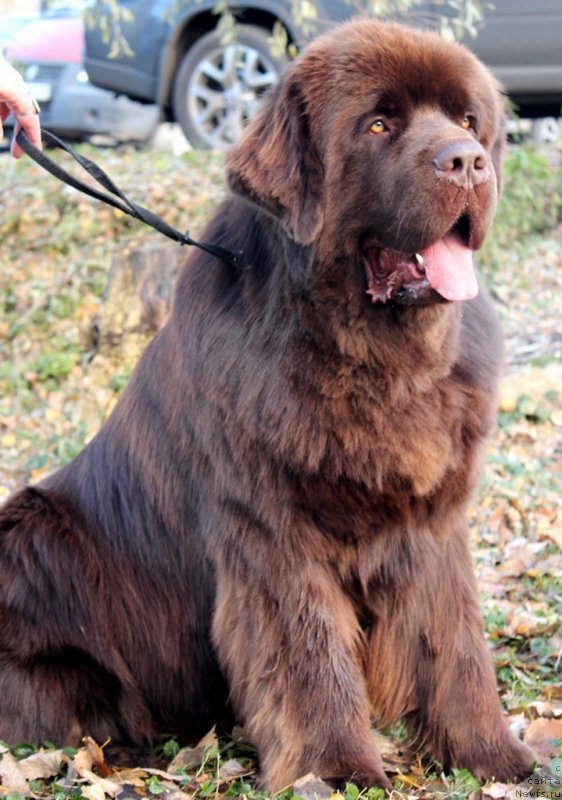 Фото: ньюфаундленд Акватория Келвин Ройал Тедди Беар (Aquatoriya Kelvin Royal Teddy Bear)