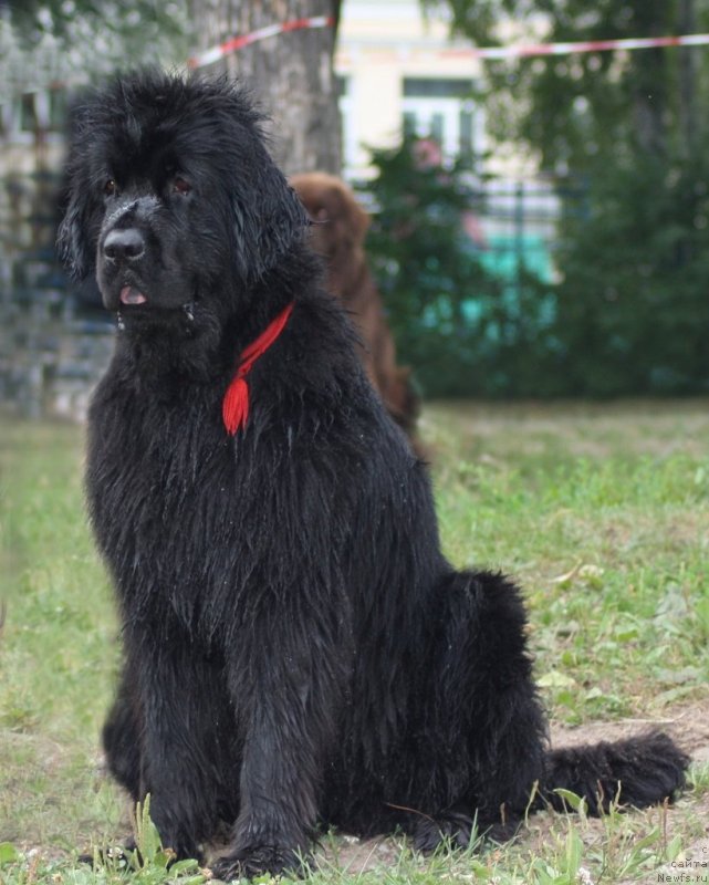 Фото: ньюфаундленд Фанньюф Улетная Девчонка (Funnewf Uletnaya Devchenka)