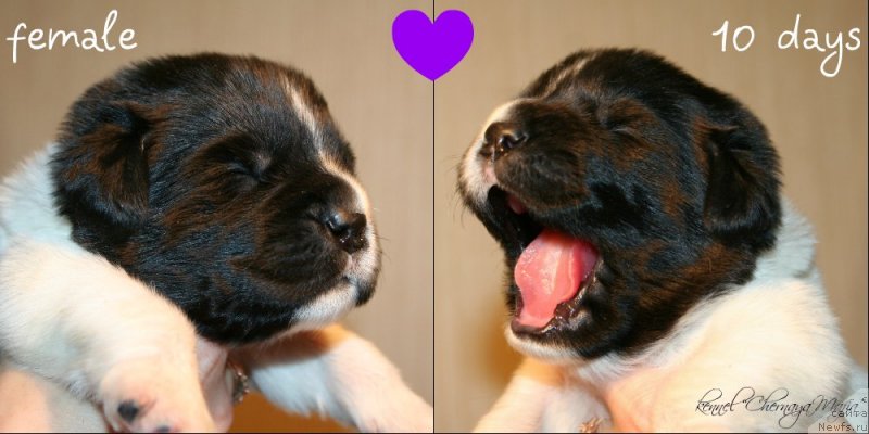 Фотография № 119140