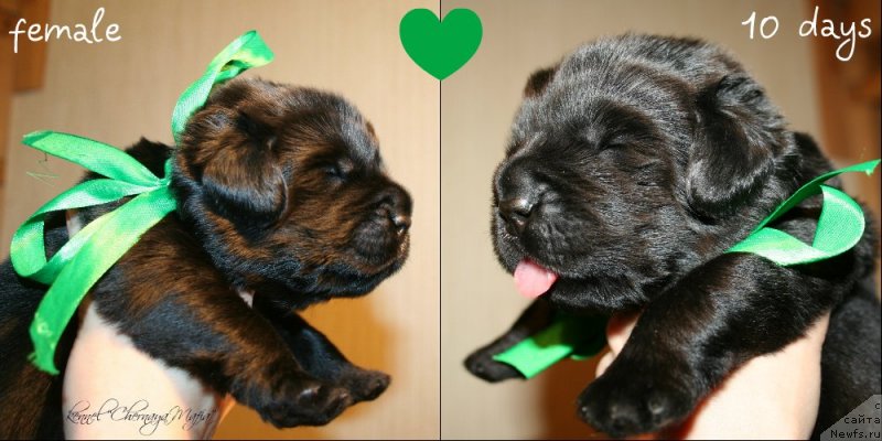 Фотография № 119141