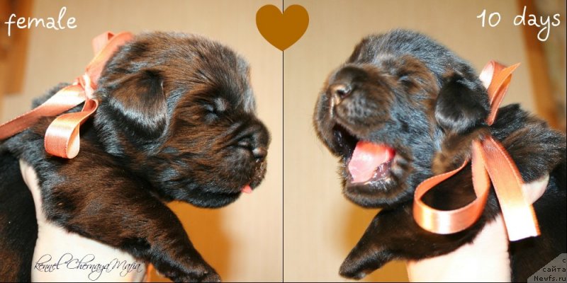 Фотография № 119143