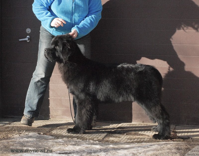 Фотография № 119146