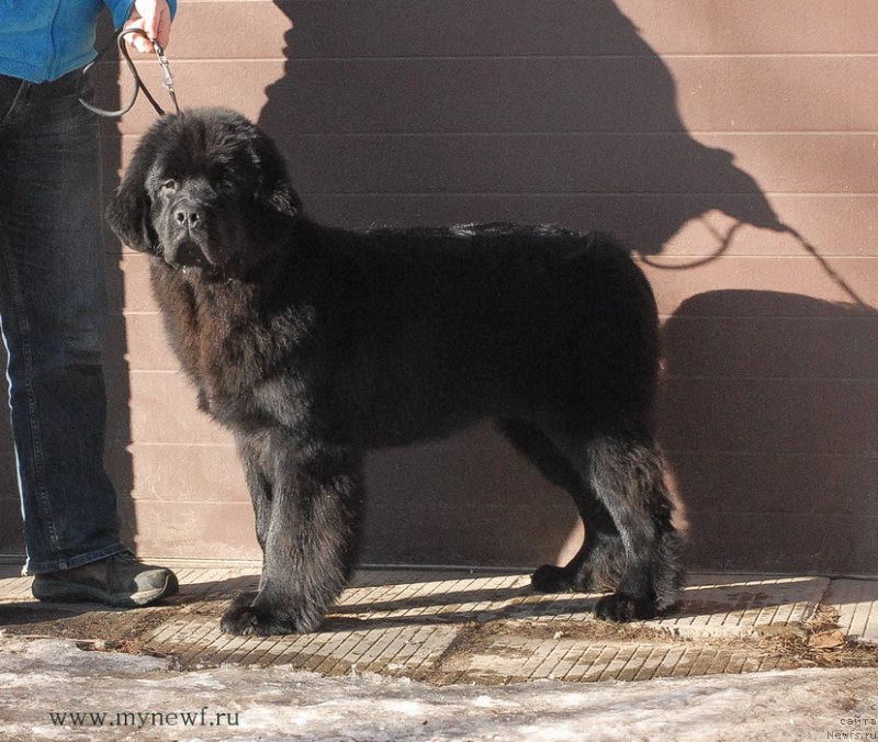 Фотография № 119147