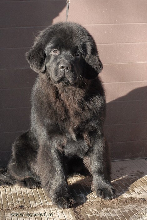 Фотография № 119150