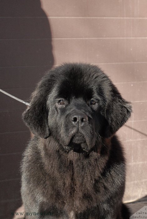 Фотография № 119153